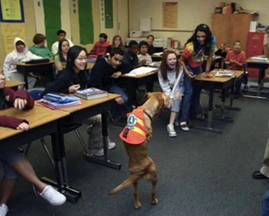 Remembering Faith: The amputee dog who inspired wounded soldiers to overcome their disabilities 3