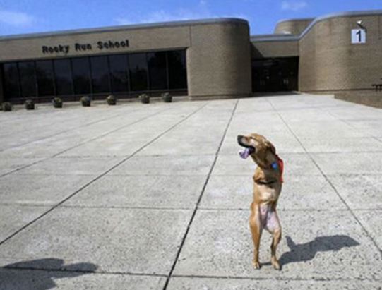 Remembering Faith: The amputee dog who inspired wounded soldiers to overcome their disabilities 5