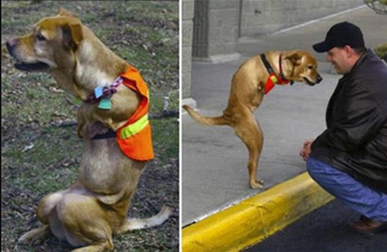 Remembering Faith: The amputee dog who inspired wounded soldiers to overcome their disabilities 6