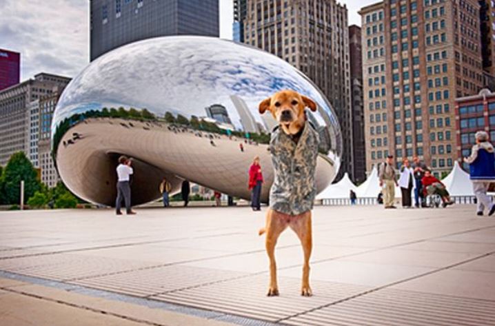 Remembering Faith: The amputee dog who inspired wounded soldiers to overcome their disabilities 8