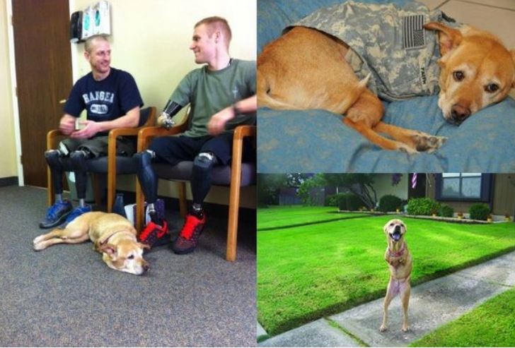 Faith visits soldiers from around the world. Image: Facebook/Faith the Dog