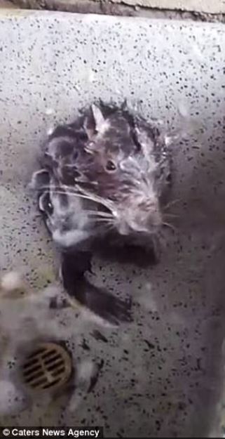 Rats wash and scrub like humans in bathroom 2