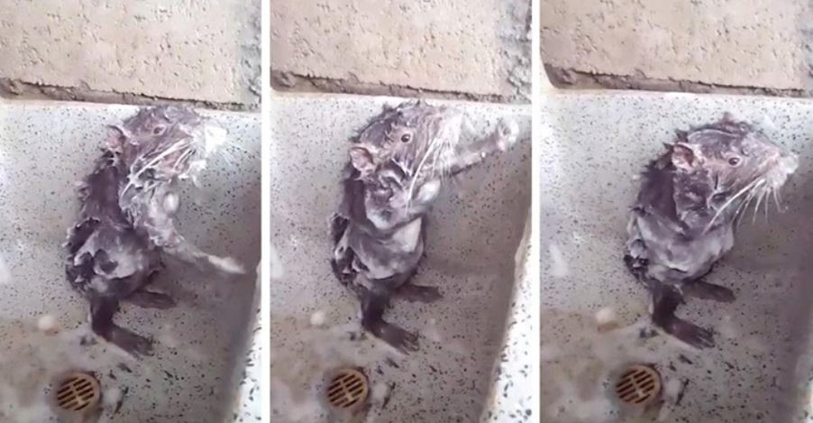 Rats wash and scrub like humans in bathroom 4