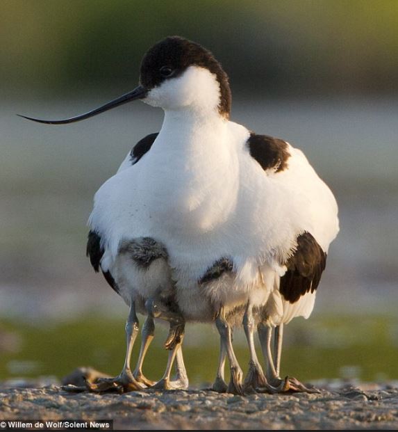 The bizarre sight of a ten-legged bird 1