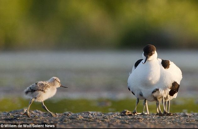 The ball-shaped pied avocet looks like it grows eight more limbs when standing on the mud. Image Credit:Daily Mail