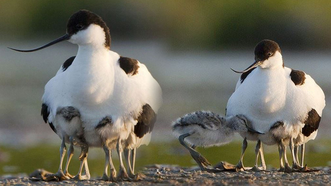 A mother bird both warms her chicks and protects them from predators. Image Credit:Daily Mail