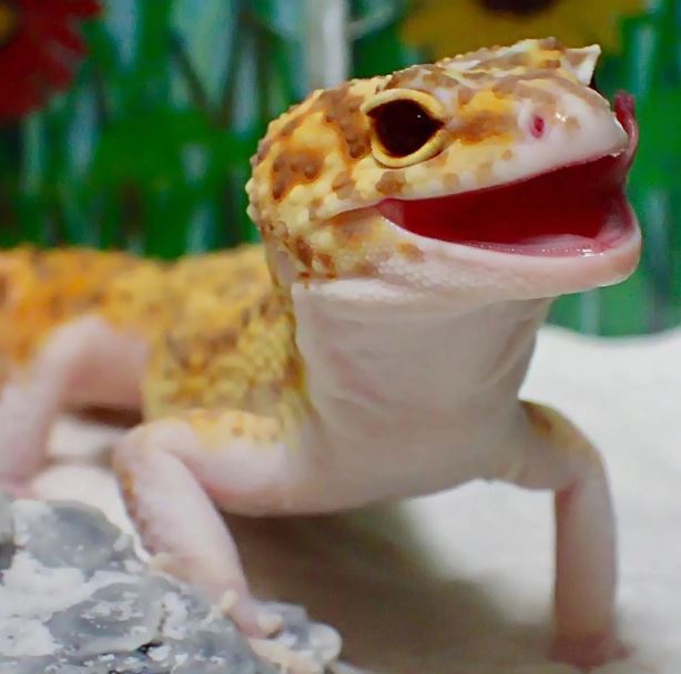 The gecko can't stop smiling when she saw her toy replica 2