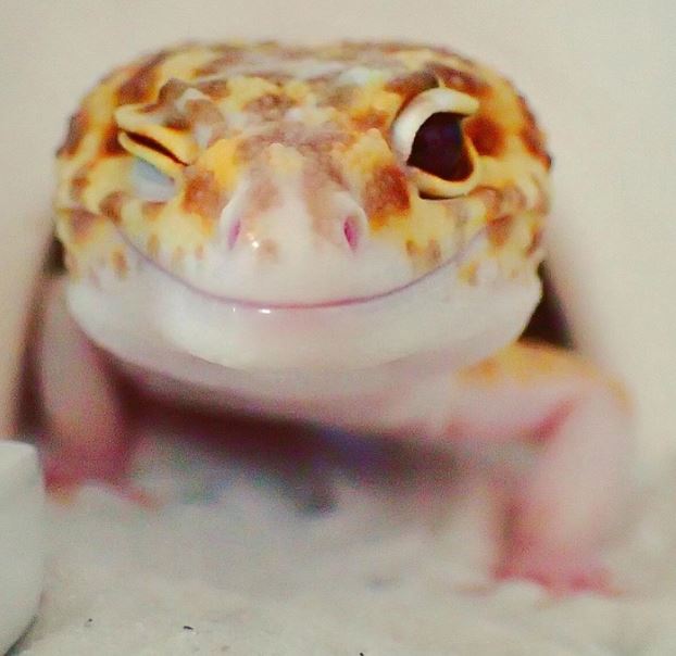 The gecko can't stop smiling when she saw her toy replica 1