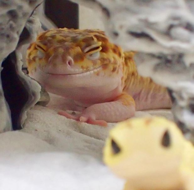 The gecko can't stop smiling when she saw her toy replica 3