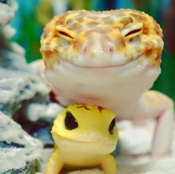 The gecko can't stop smiling when she saw her toy replica 4