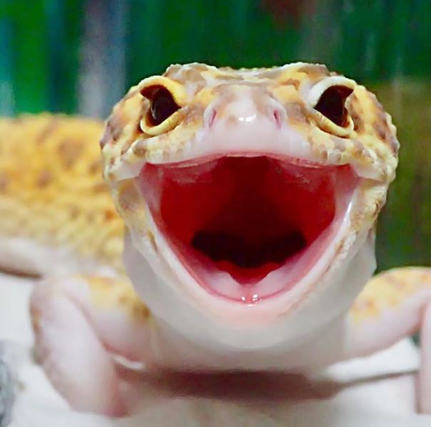 The gecko can't stop smiling when she saw her toy replica 5