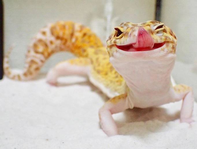The gecko can't stop smiling when she saw her toy replica 7