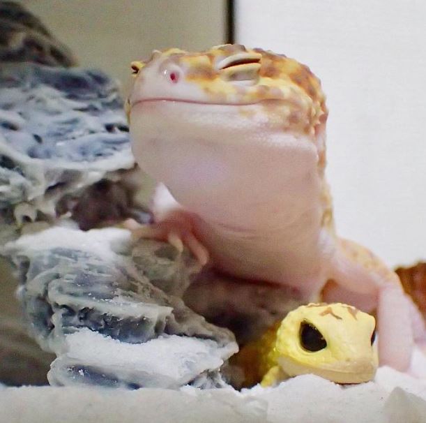 The gecko can't stop smiling when she saw her toy replica 8