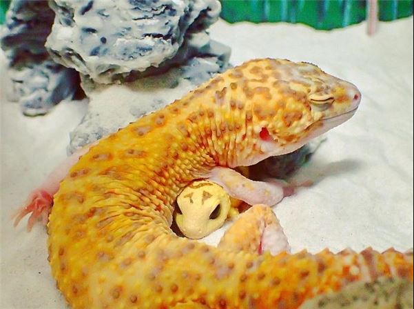 The gecko can't stop smiling when she saw her toy replica 9