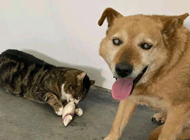 The unique phenomenon goes viral on social media: This cat has been the eye & soul of her dog friend for over eight years!! 4