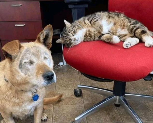 The unique phenomenon goes viral on social media: This cat has been the eye & soul of her dog friend for over eight years!! 5