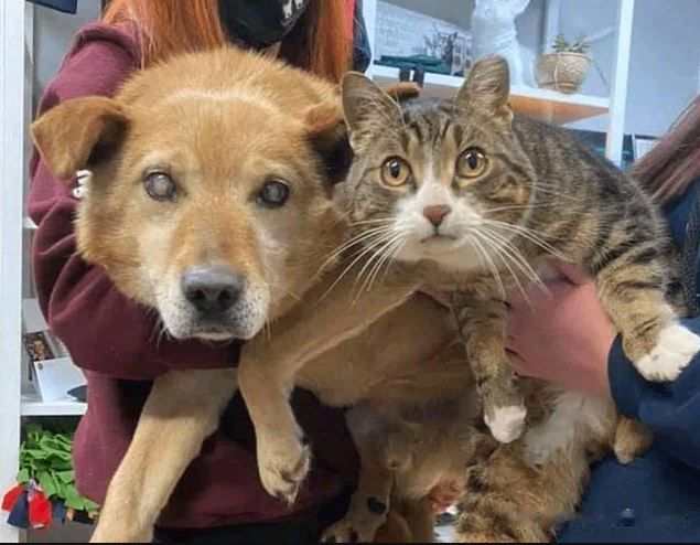 The unique phenomenon goes viral on social media: This cat has been the eye & soul of her dog friend for over eight years!! 6