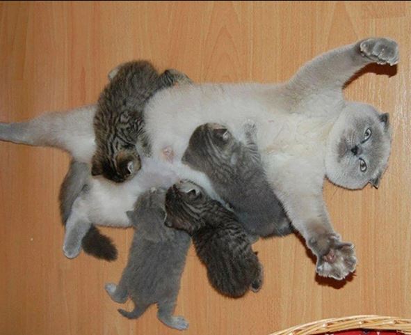 When pets become 'unplanned birth mothers' 2