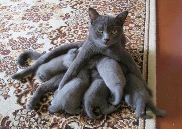 When pets become 'unplanned birth mothers' 4