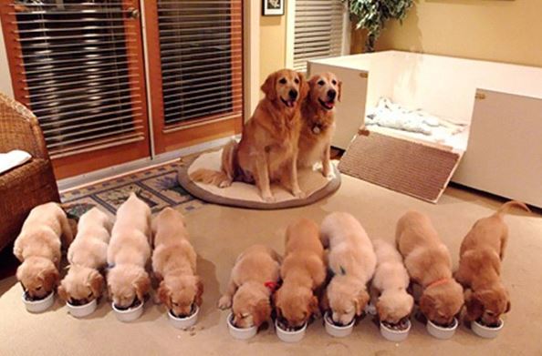 When pets become 'unplanned birth mothers' 6