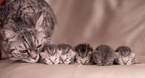When pets become 'unplanned birth mothers' 8