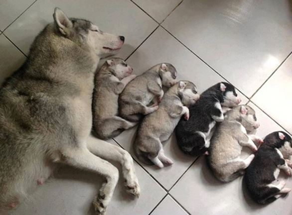 When pets become 'unplanned birth mothers' 9