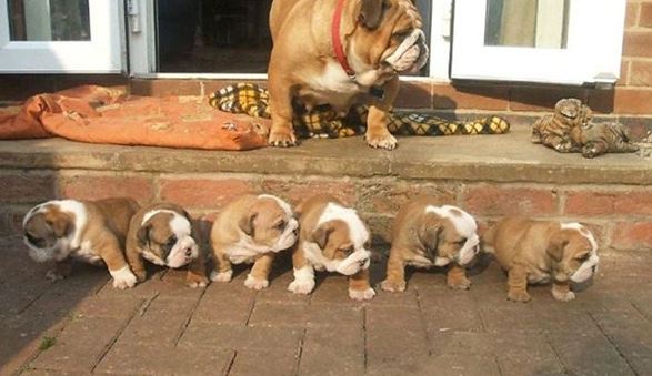 When pets become 'unplanned birth mothers' 11