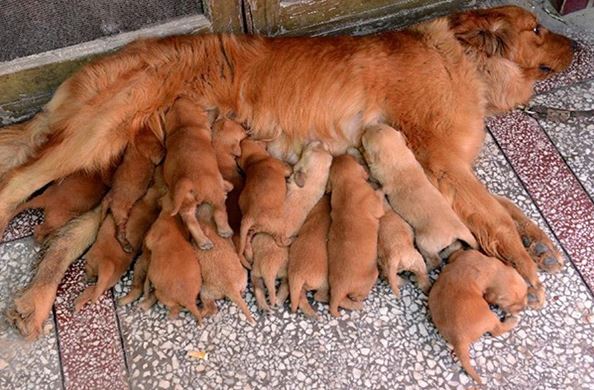 When pets become 'unplanned birth mothers' 12