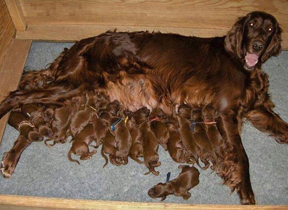 When pets become 'unplanned birth mothers' 13