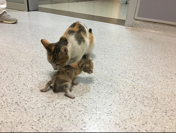 The mother cat was worried about the health of the kitten and took the kitten to the hospital!. Image Credit:Bored Panda