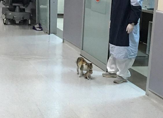 A stray cat brings her kitten to the hospital seeking help from the doctor 3