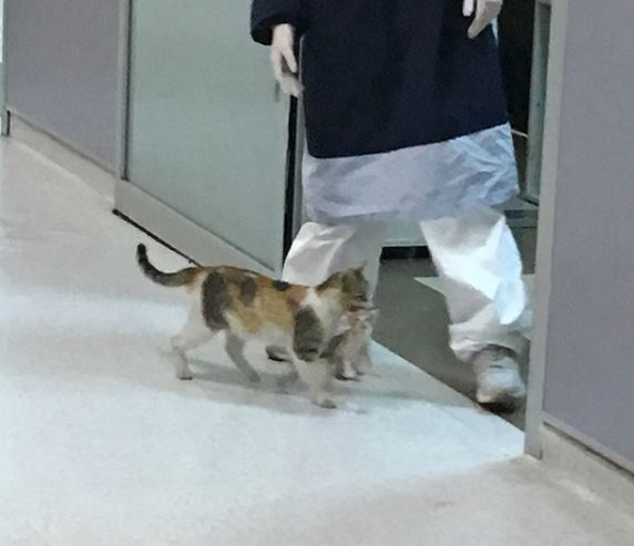 A stray cat brings her kitten to the hospital seeking help from the doctor 4