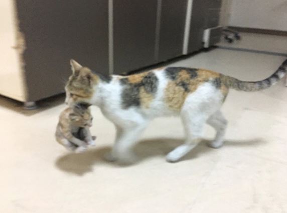 A stray cat brings her kitten to the hospital seeking help from the doctor 5