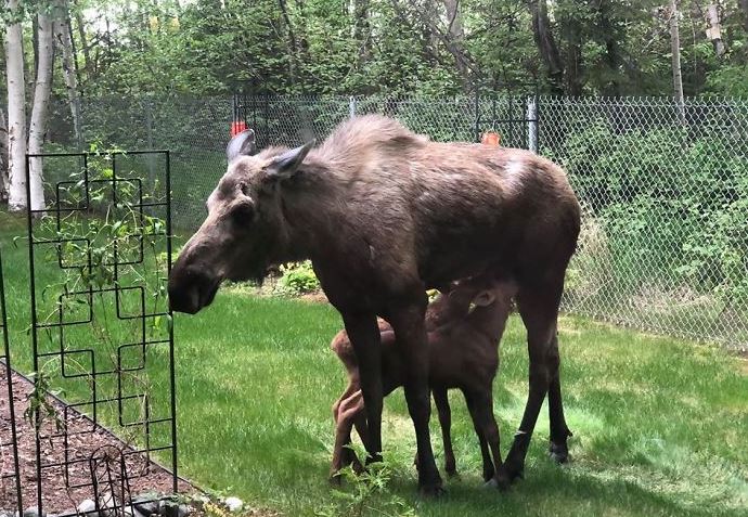 Adorable photos of moose and her calves sneaking into family cackyard 1
