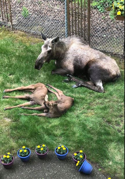 Adorable photos of moose and her calves sneaking into family cackyard 2