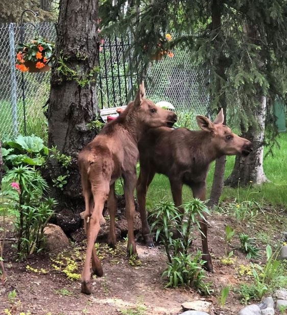Adorable photos of moose and her calves sneaking into family cackyard 3