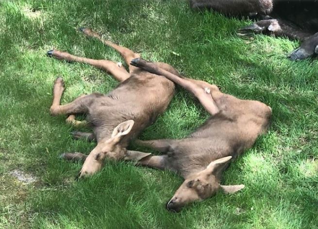 Adorable photos of moose and her calves sneaking into family cackyard 4