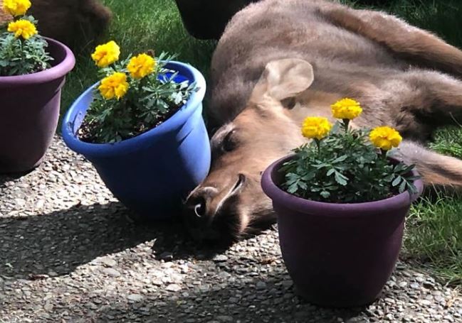 Adorable photos of moose and her calves sneaking into family cackyard 5