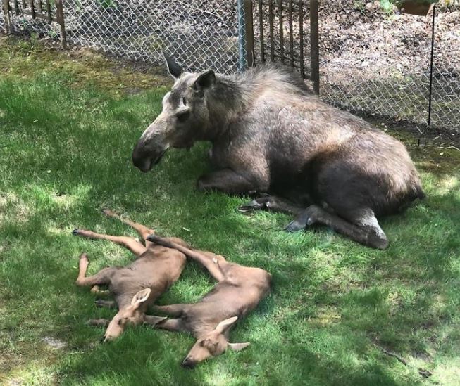 Adorable photos of moose and her calves sneaking into family cackyard 6