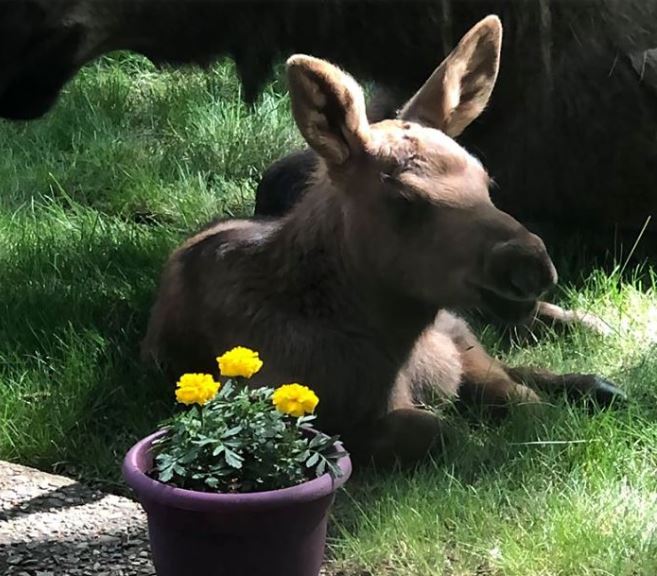Adorable photos of moose and her calves sneaking into family cackyard 7