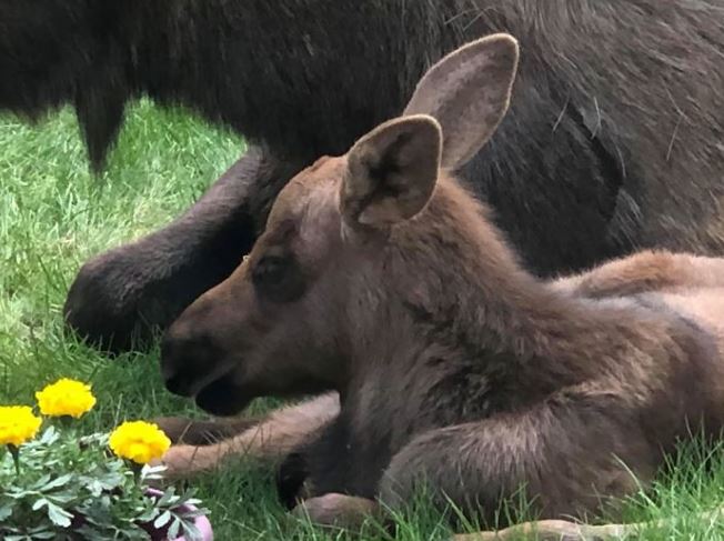 Adorable photos of moose and her calves sneaking into family cackyard 8