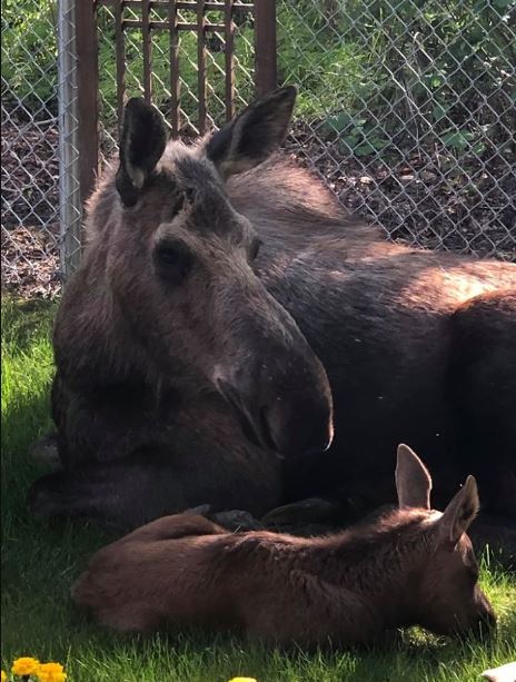 Adorable photos of moose and her calves sneaking into family cackyard 9