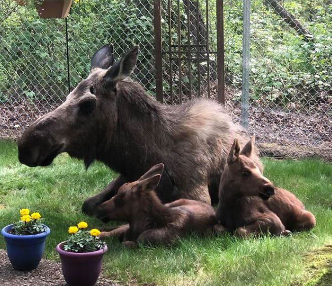 Adorable photos of moose and her calves sneaking into family cackyard 10