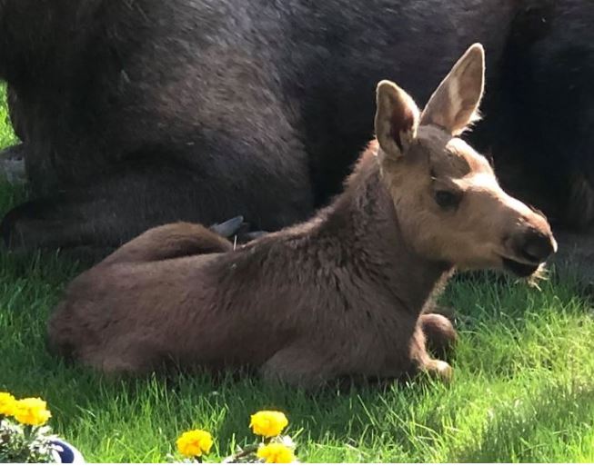 Adorable photos of moose and her calves sneaking into family cackyard 11