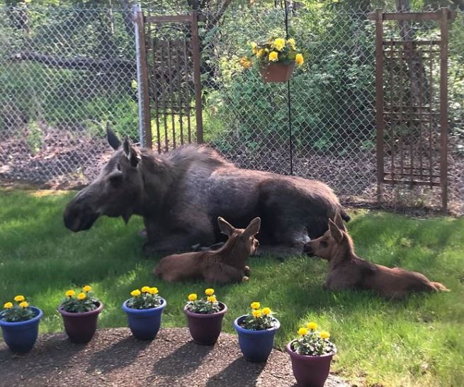 Adorable photos of moose and her calves sneaking into family cackyard 12