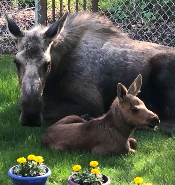 Adorable photos of moose and her calves sneaking into family cackyard 13