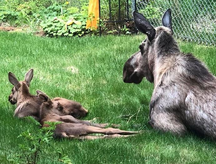 Adorable photos of moose and her calves sneaking into family cackyard 14