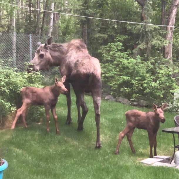 Adorable photos of moose and her calves sneaking into family cackyard 15