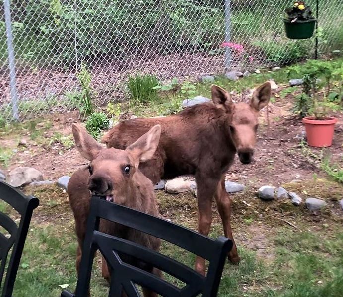 Adorable photos of moose and her calves sneaking into family cackyard 17