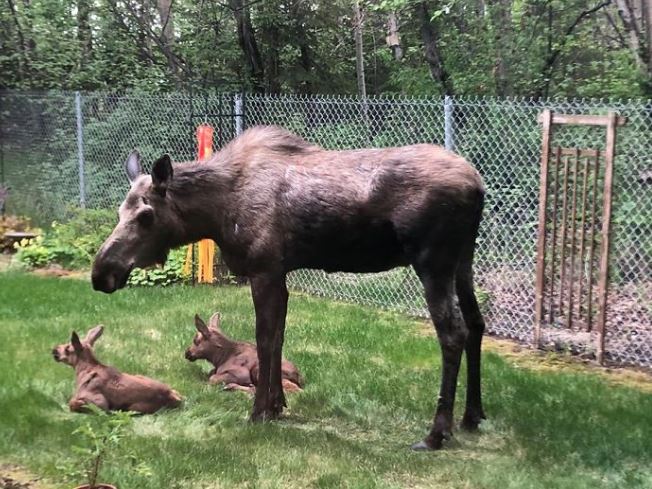 Adorable photos of moose and her calves sneaking into family cackyard 18